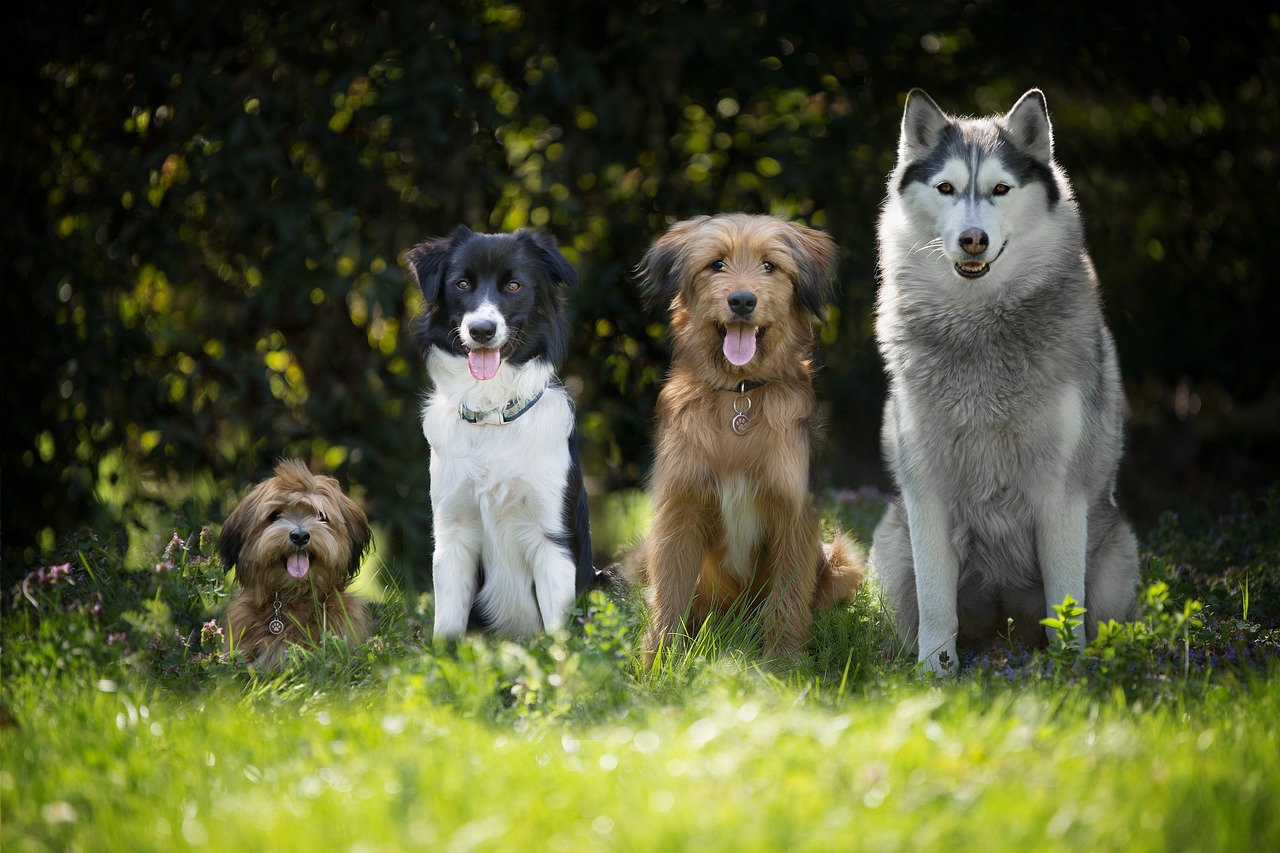 CDATA[
Los lomitos son grandes compañeros de los humanos, por eso tienen su propia fecha especial para celebrarlos. Eso sí, ten cuidado, porque el Día del Perro en México no tiene una fecha fija. Si quieres festejar a tu perro a lo grande pero no sabes cuándo es su día, aquí te contamos todo lo que debes saber sobre esta celebración que honra al alma de muchos hogares mexicanos.
![