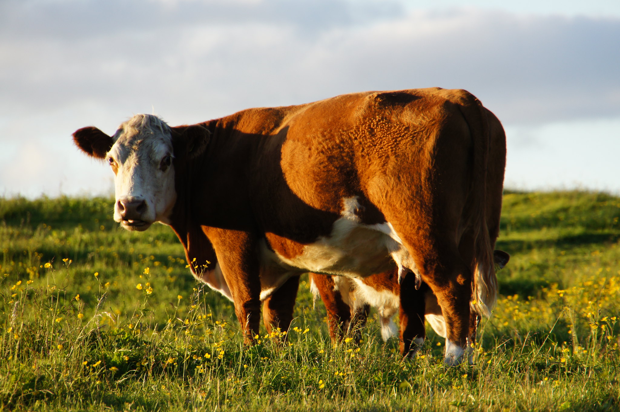 Brasil: Marfrig apuesta por la agricultura regenerativa