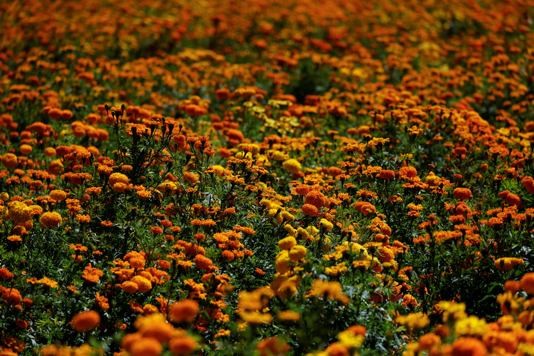 CDATA[
La celebración del Día de Muertos es una tradición de México que destaca por su colorido y amor a los seres queridos que han trascendido en esta vida. Una pieza esencial en las ofrendas, altares y arreglos que se hacen en esta celebración es la flor de cempasúchil , la cual tiene un significado e historia especial . Te contamos a continuación.
¿Por qué se llama “cempasúchil”? ¿Qué signfica la flor de cempasúchil en el Día de Muertos?
![