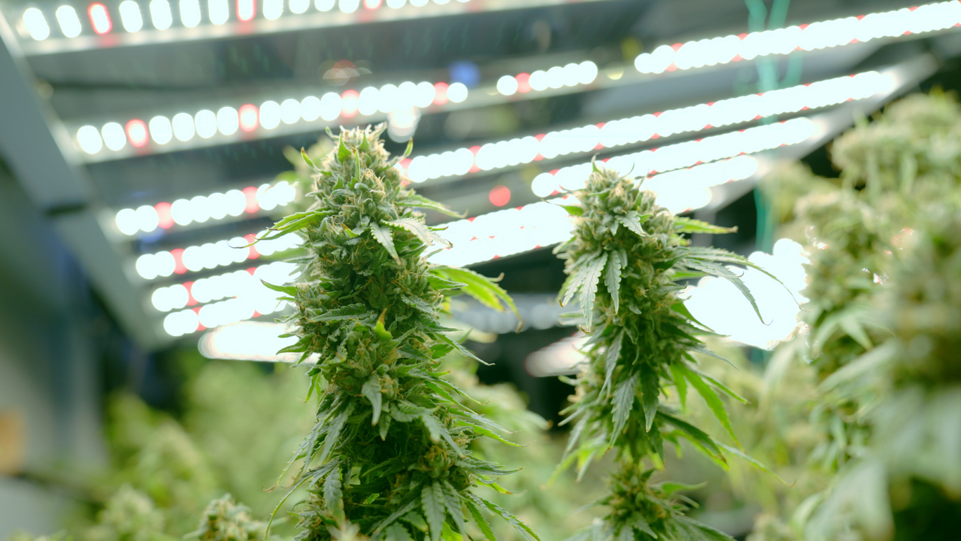 CDATA[
Es posible que Donald Trump presione al gobierno estadounidense a que flexibilice drásticamente las restricciones federales sobre la marihuana , desde la supervisión de la planta y sus derivados, para ser considerada a un mismo nivel que medicamentos comunes como los esteroides anabólicos. De acuerdo con una exclusiva de The Whashintong Post , Donald Trump discutió con Mike Johnson, el presidente de la Cámara de Representantes por una llamada telefónica sobre el tema este miércoles.
![