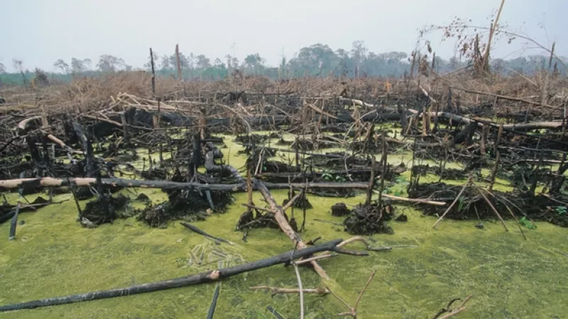 deforestacion palma indonesia