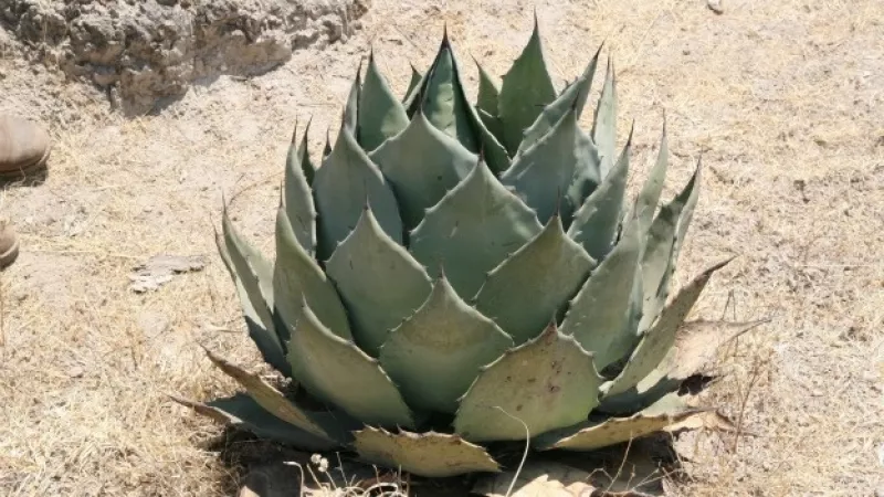 Nueva planta de Agave