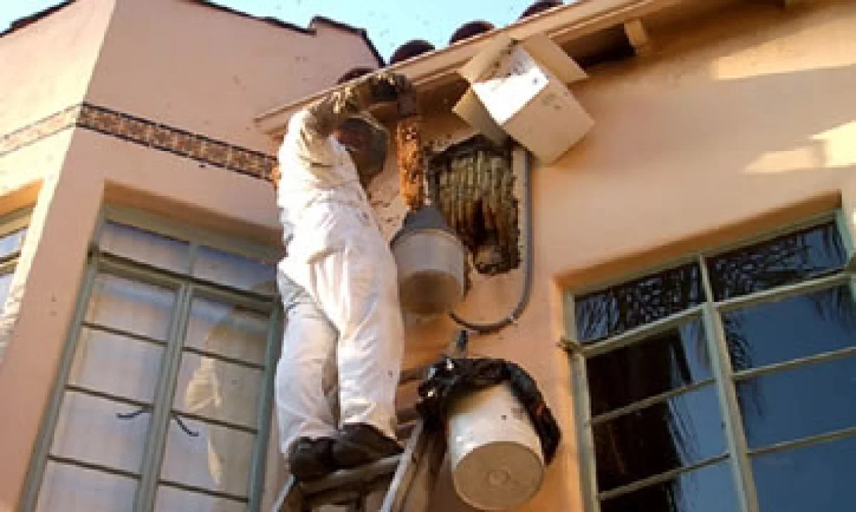 Exterminar abejas puede ser un buen negocio, sobre todo en lugares con clime cálido. (Foto:CNNMoney)