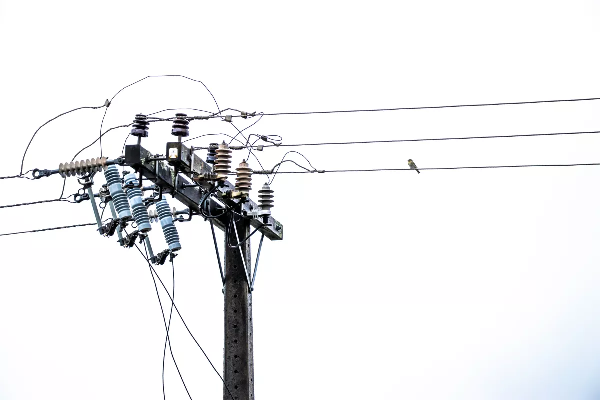 Energy post Lines with a Bird