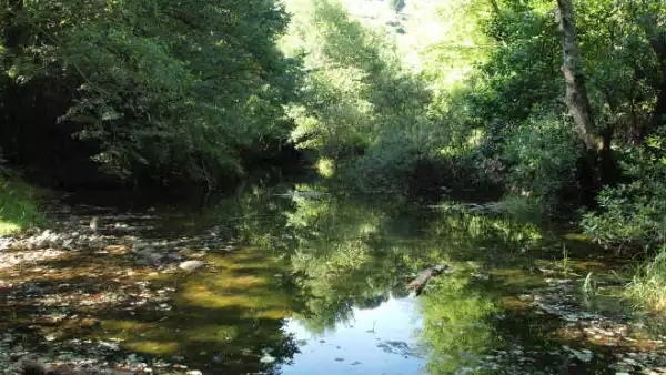 Bosque