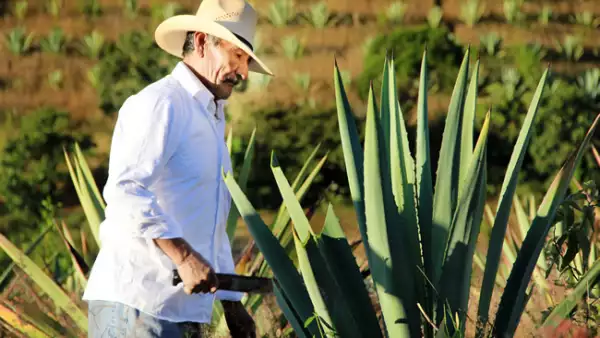 Mezcalera Oro de Oaxaca