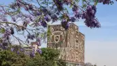 Un árbol de jacarandas en Ciudad Universitaria, con el edificio de la Biblioteca Central de la UNAM al fondo.