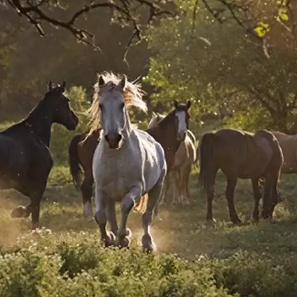 wild horses caballo salvaje