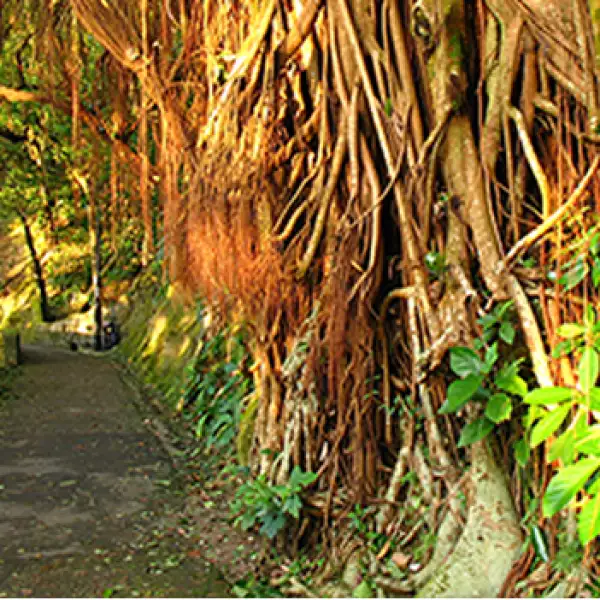 Paisaje del campo Chino