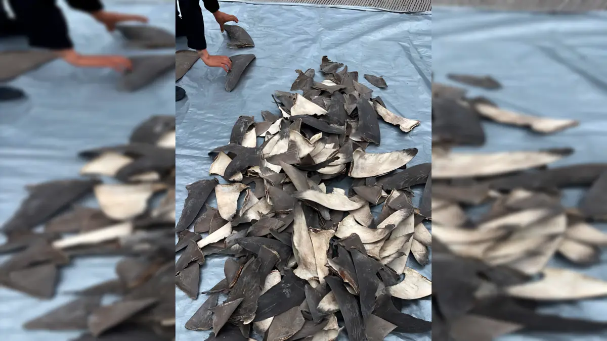 Decomiso histórico de aletas de tiburón en Esenada, Baja California