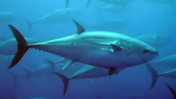 Atun