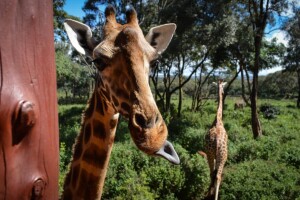 Kenia