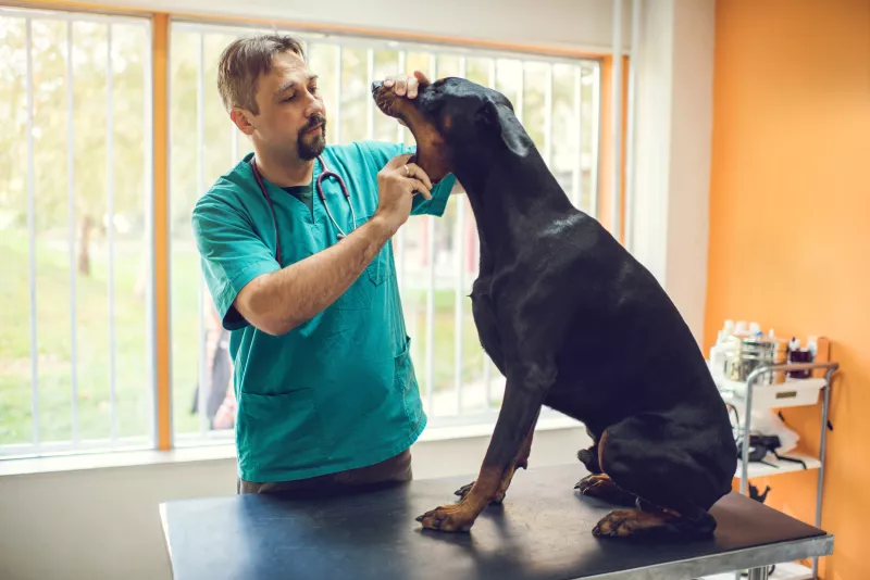 cuanto gana un veterinario en mexico