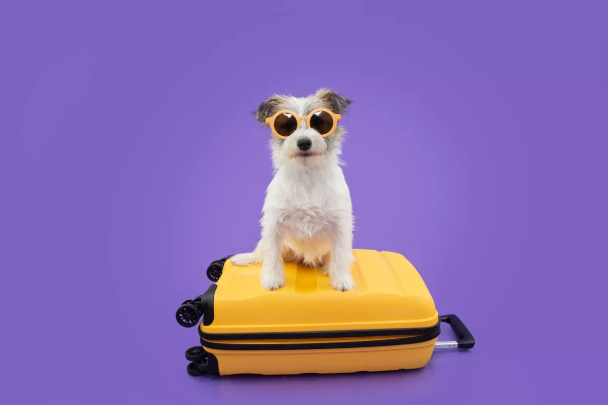 Profile puppy dog going on vacation above a yellow suitcase. Isolated on purple background