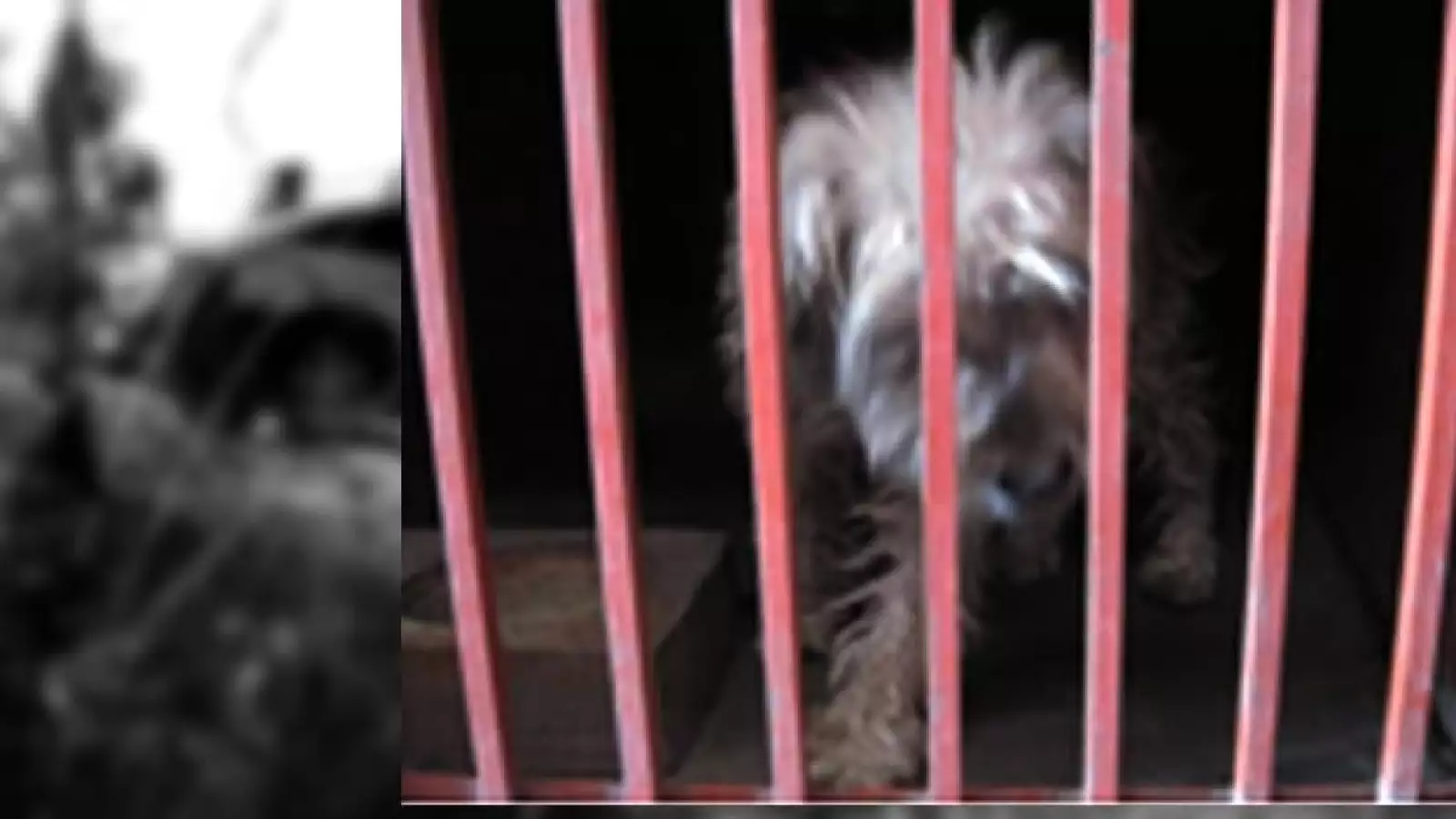 perros iztapalapa 1