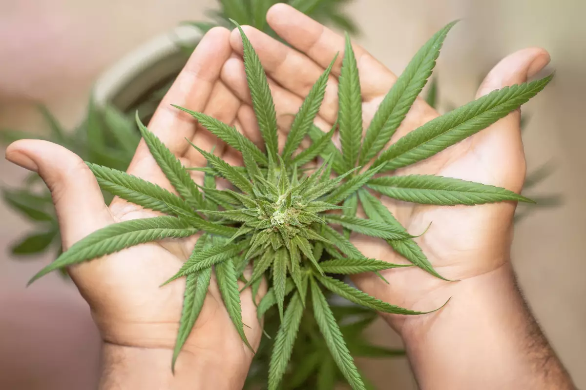 marihuana legal méxico