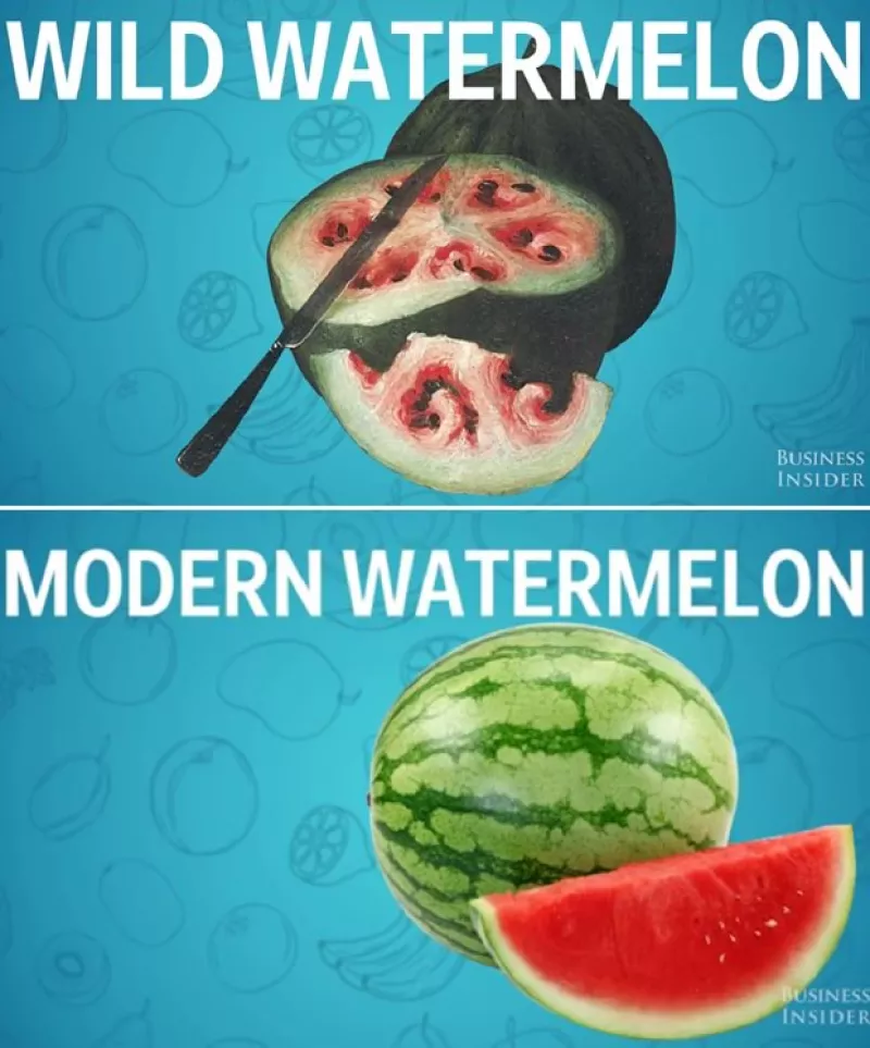 ¡Cambio radical! El plátano, la sandía, la berenjena, la zanahoria y el maíz han sufrido grandes cambios a lo largo del tiempo. Aquí el recuento.