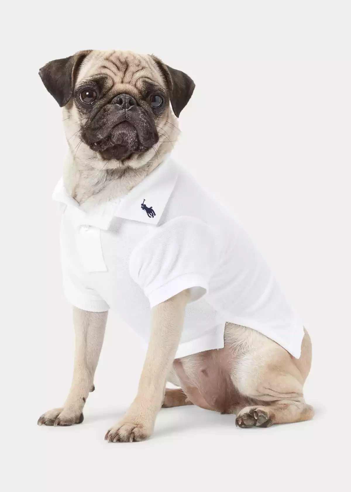 ralph lauren perros