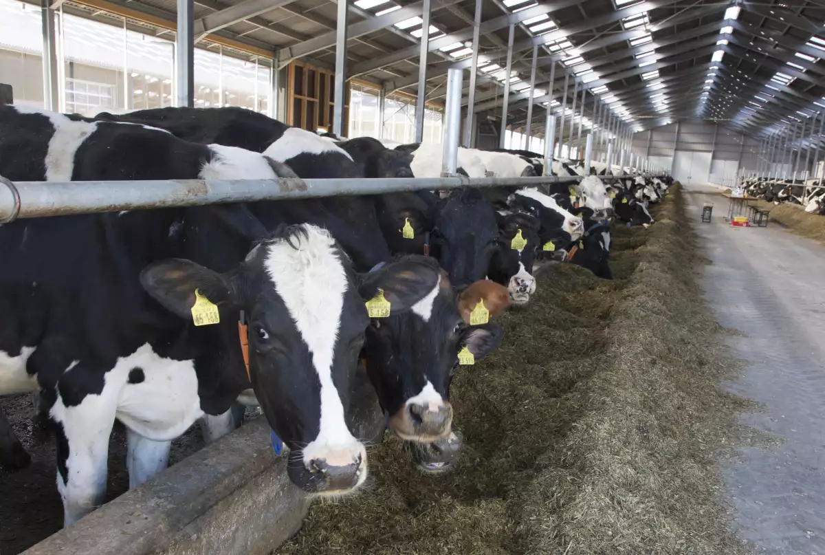 México redujo la importación de carne de res de Canadá en 2003, debido a que en ese año se detectó el primer caso de la enfermedad de las vacas locas en ese país.