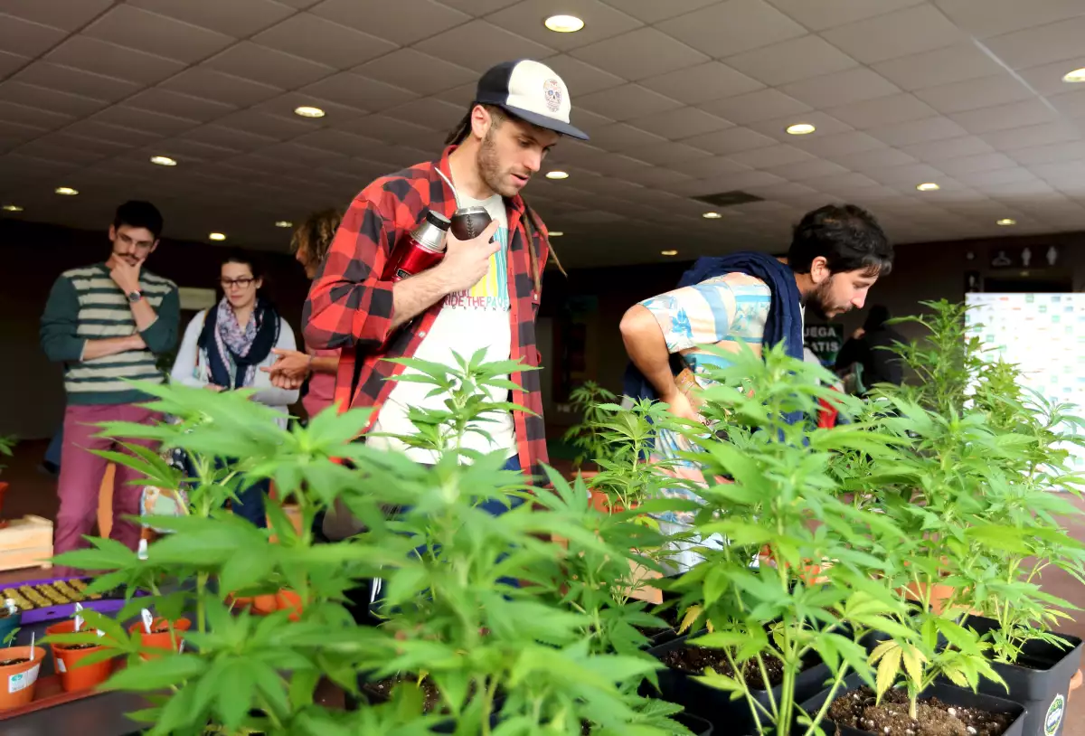 Massroots aprovecha esta apertura en la regulación para dar cabida a todos aquellos a los que les guste fumarse un porro.