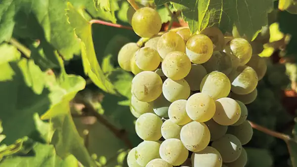 uva verdejo dedo rueda 