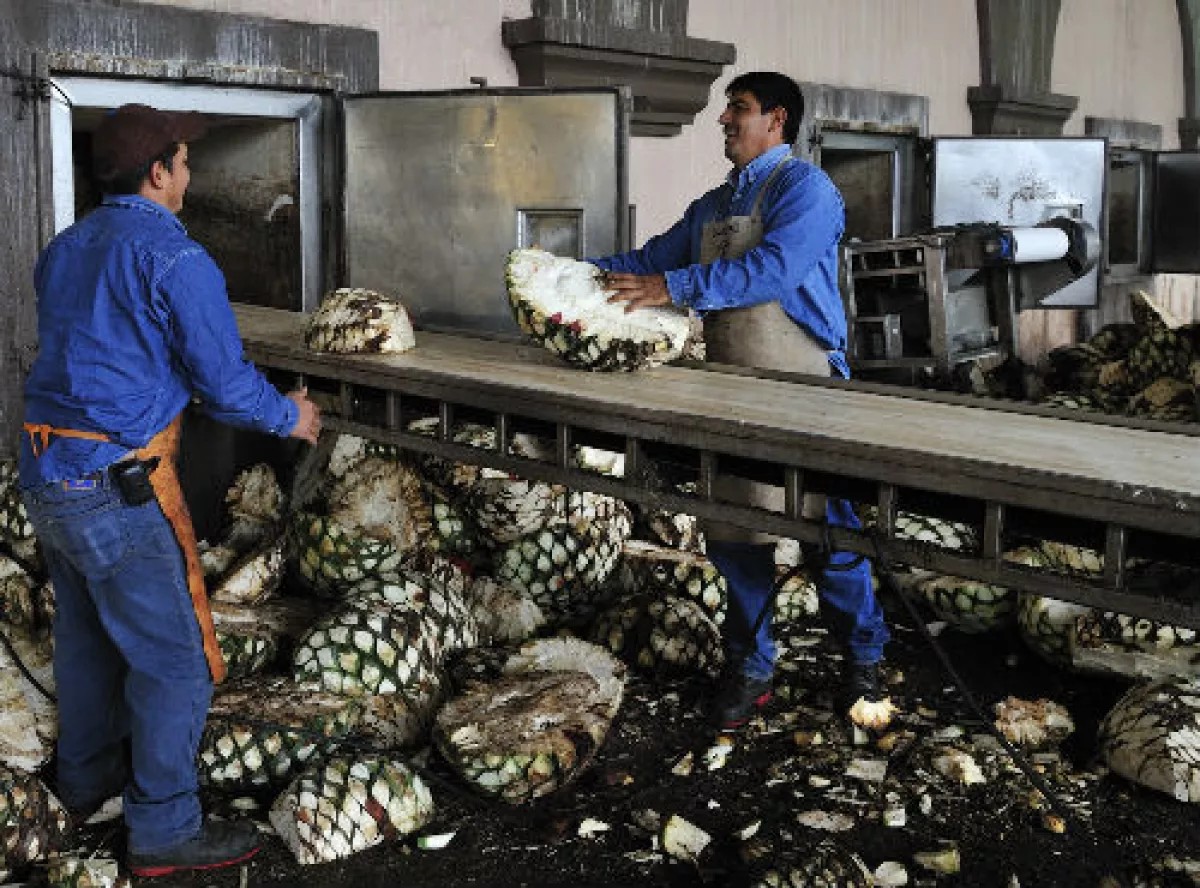 producci�n de tequila