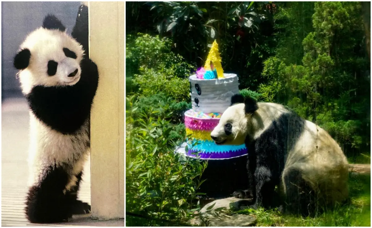 Shuan Shuan, la panda gigante, muere en Chapultepec