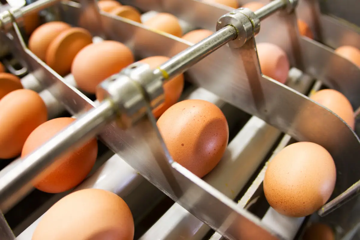 fábrica de huevos