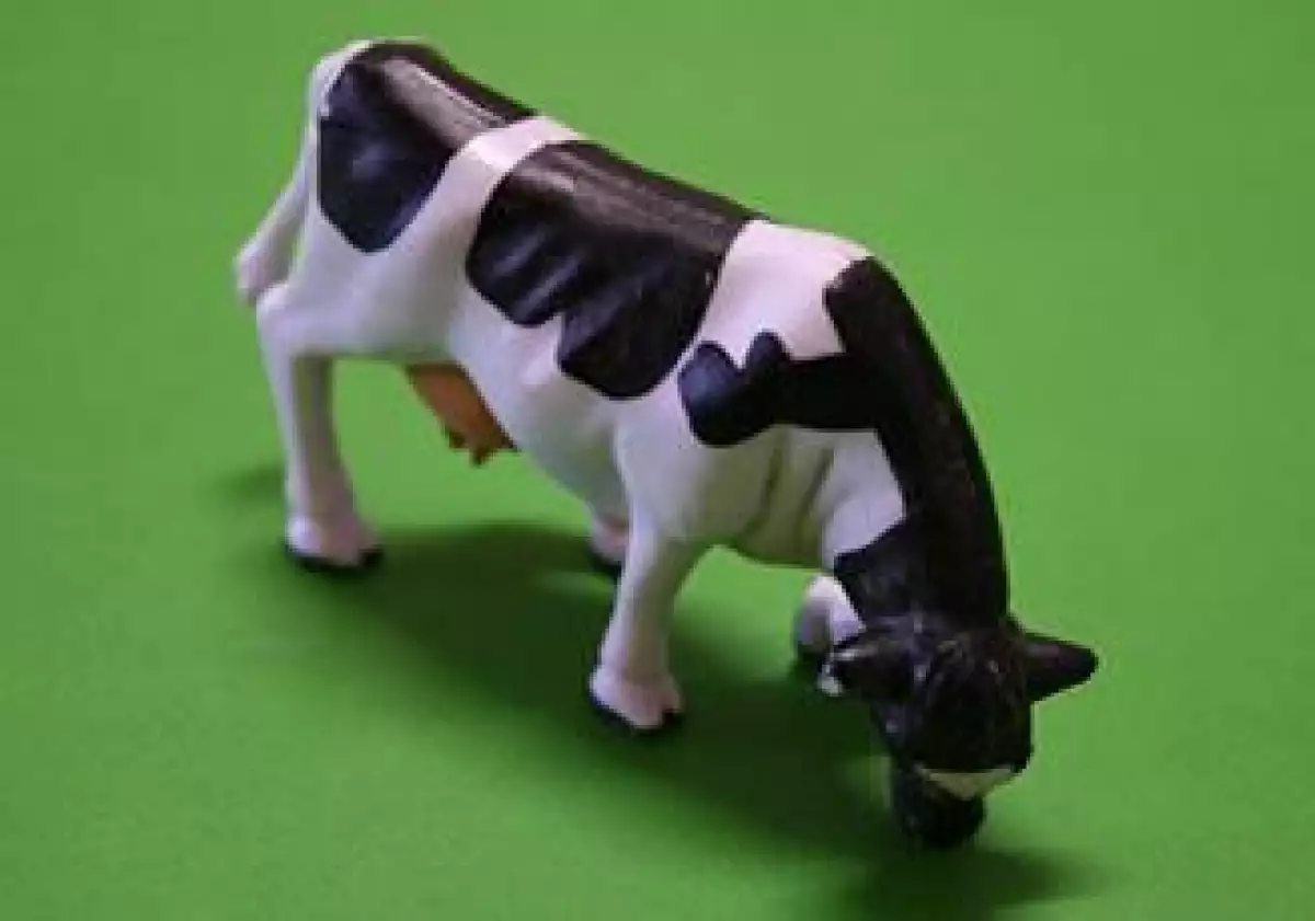 vacas