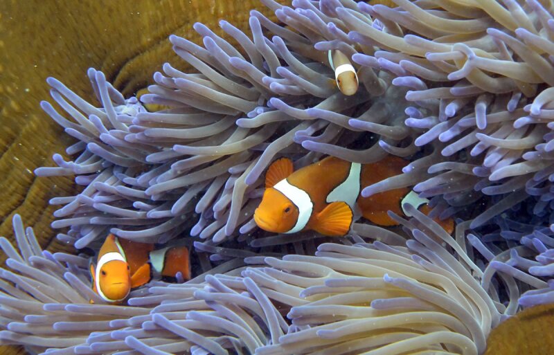 La Gran Barrera de Coral australiana se extiende sobre unos 345,000 kilómetros cuadrados.