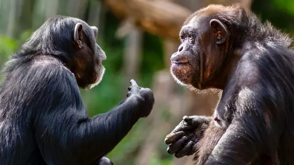 Macho alfa primates
