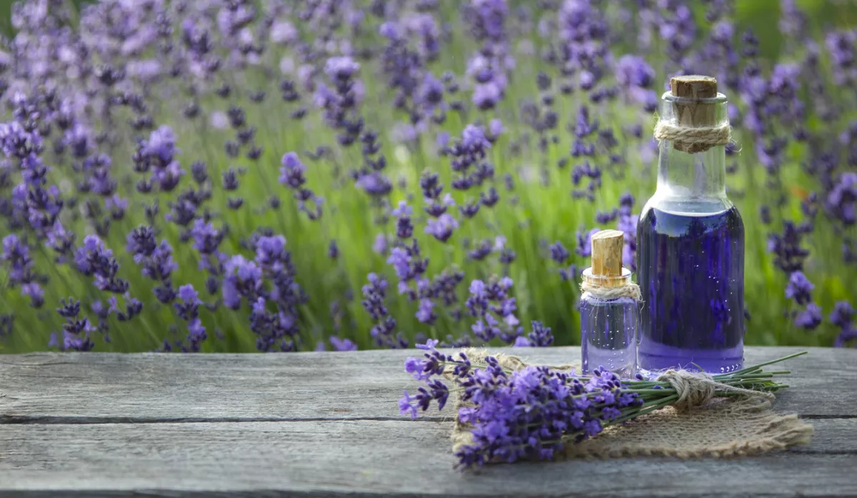 Lavanda 

