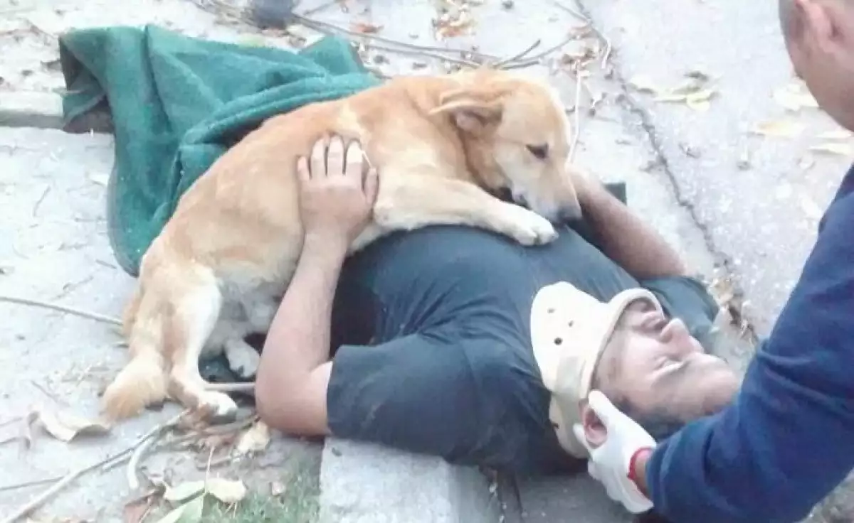 Fidelidad canina