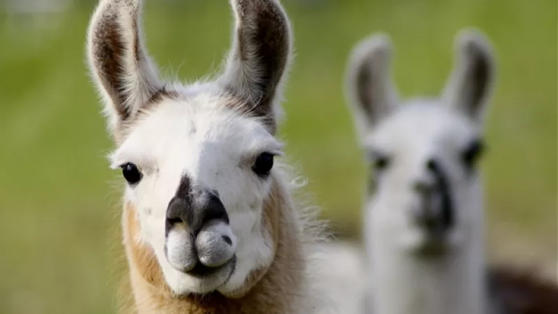 llamas
