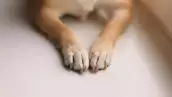 perro longevo muere.png