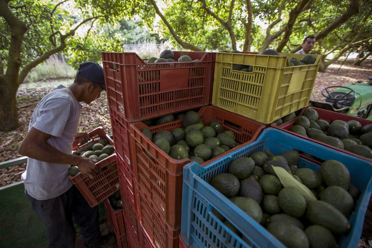 Avocados From México, afiliado a la APEAM es el principal exportador del ese fruto a EU.