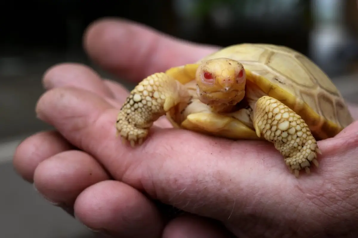 tortuga-galapagos