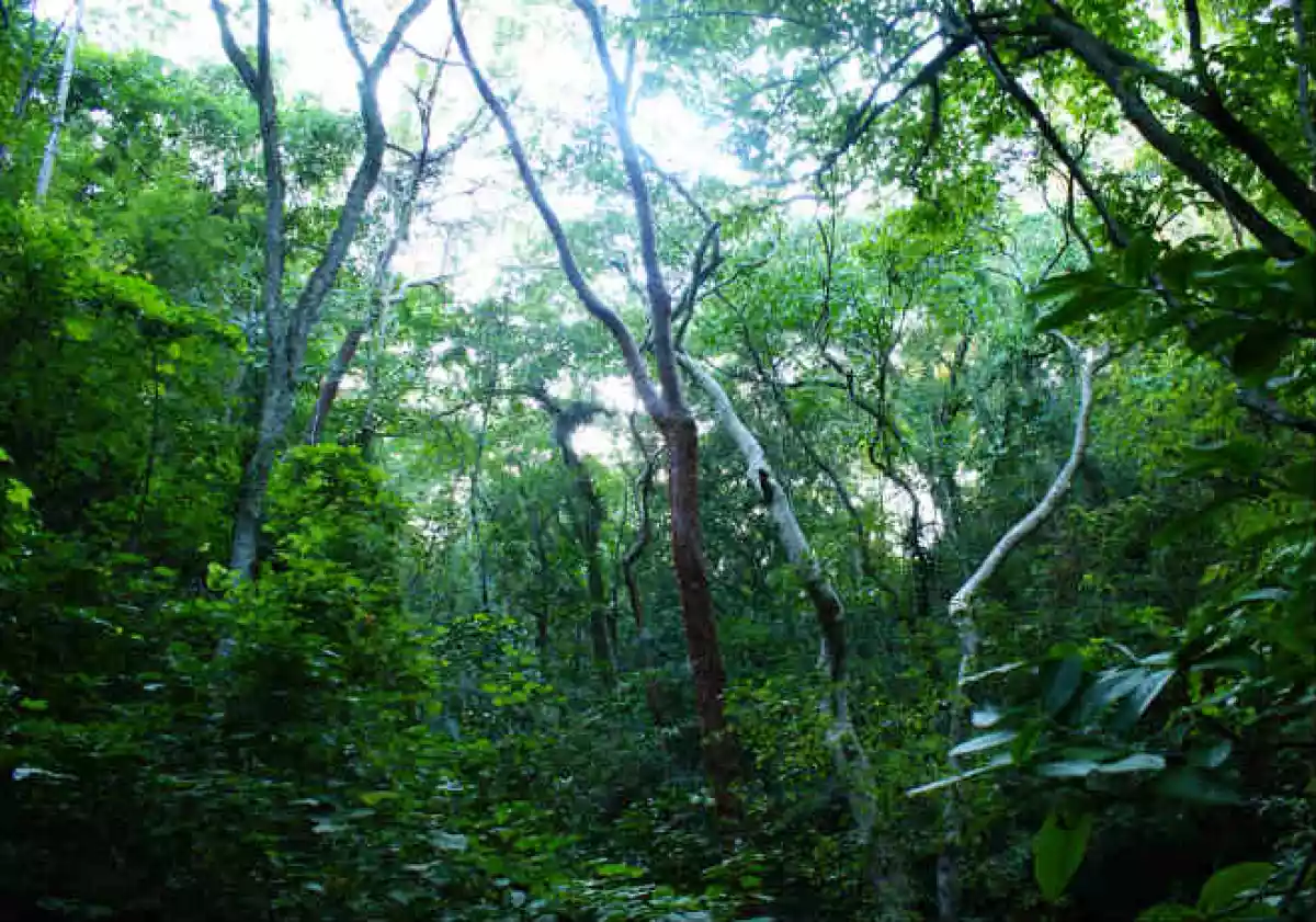 Ecosistema Jalisco