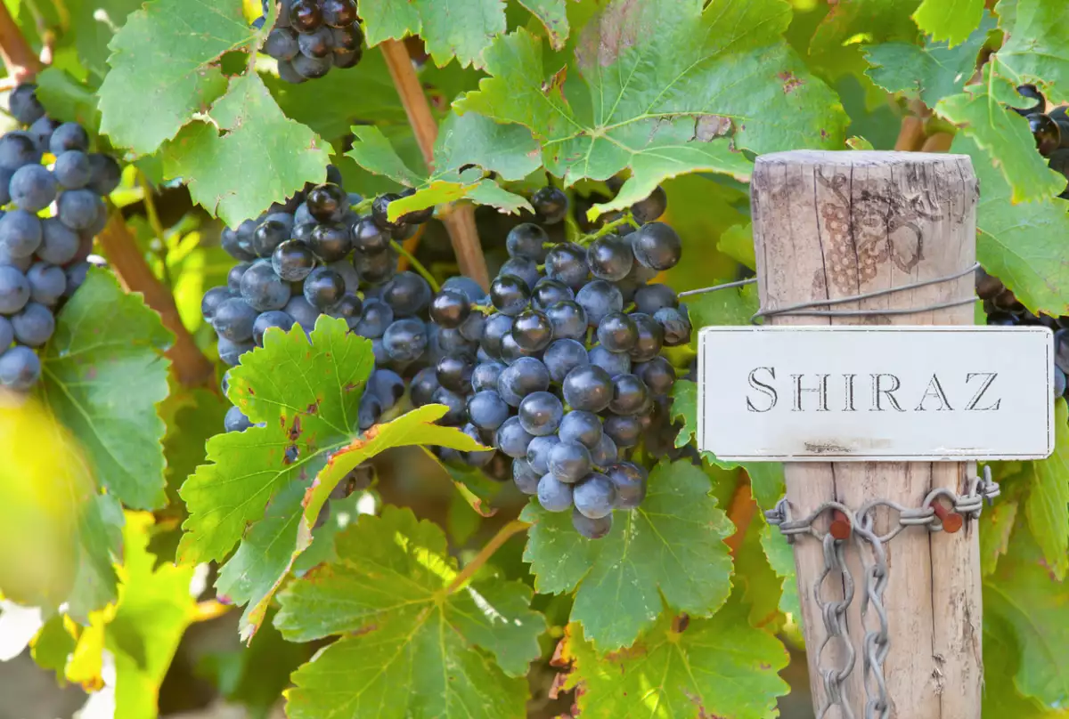 uvas de vino shiraz