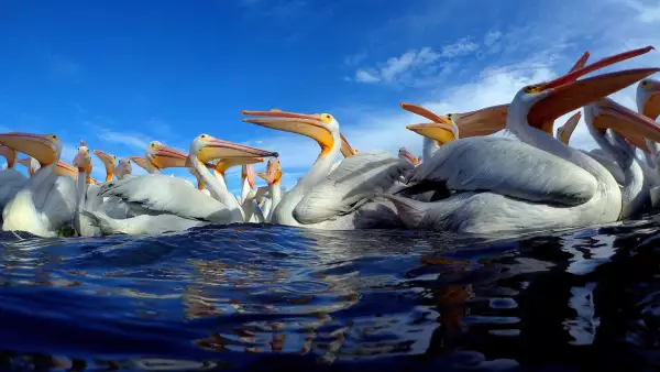 MEXICO-WHITE PELICANS-FEATURE
