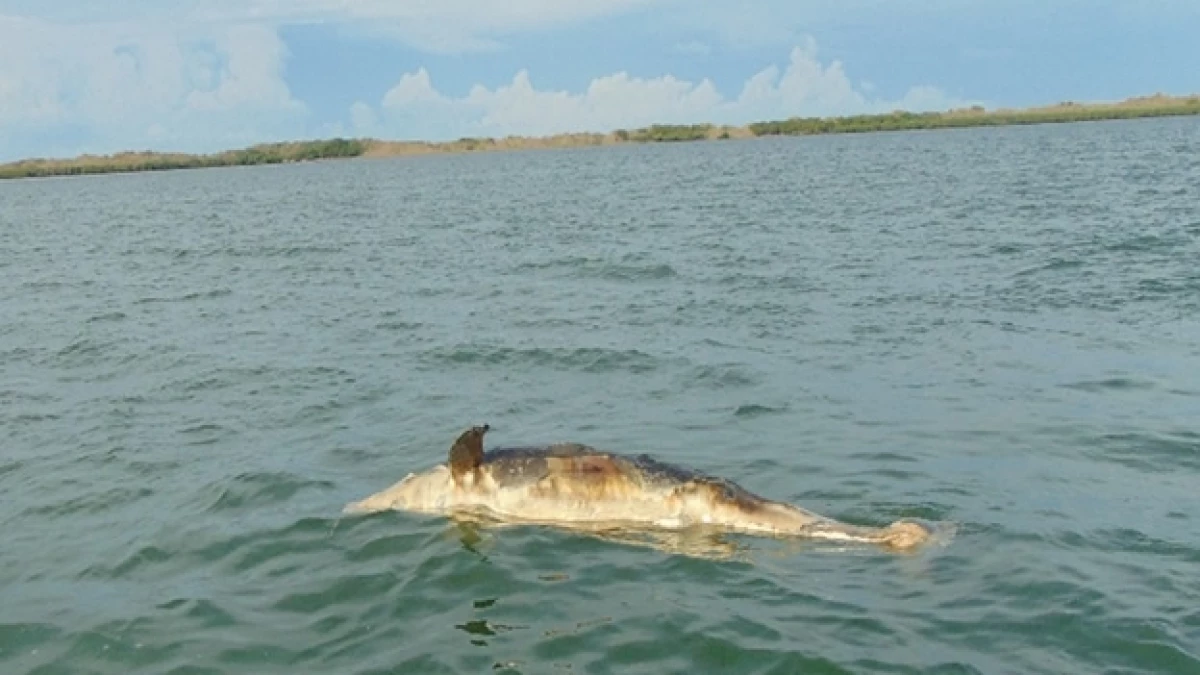 Uno de los 21 delfines varados que fueron encontrados en una isla de Sinaloa