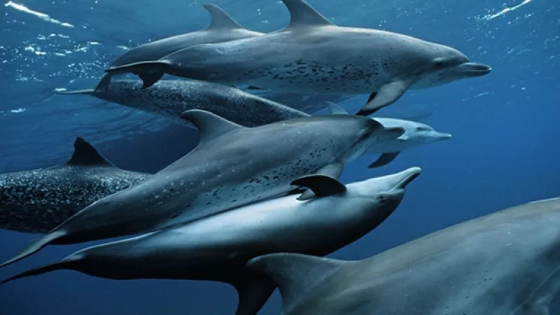 delfines