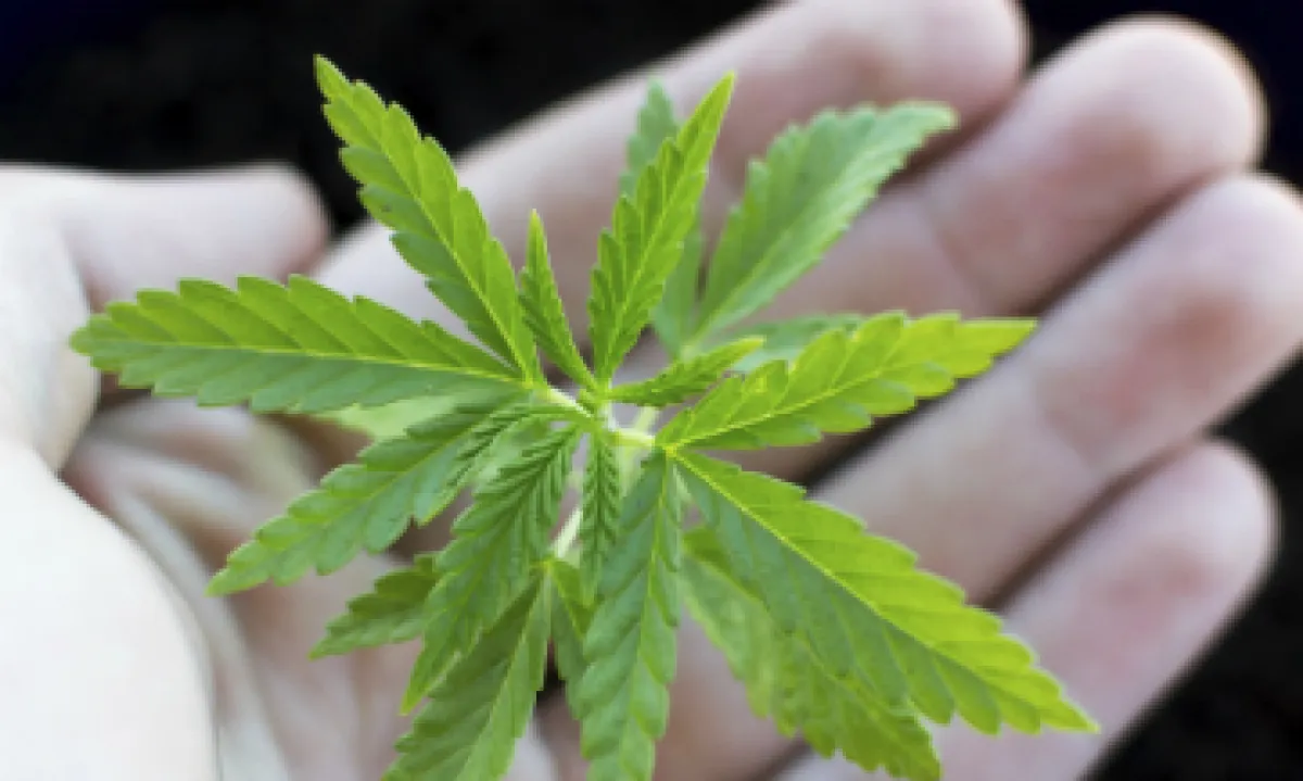 La marihuana ayuda a ejecutivos a mantener la concentración, controlar su estrés y la ansiedad. (Foto: iStock by Getty Images)