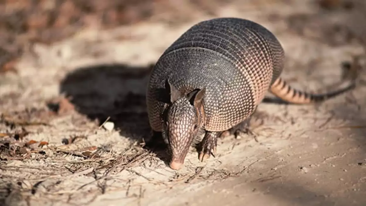 Un armadillo como el que murió por un balazo; la bala rebotó y le dio a una persona, según las autoridades en EU
