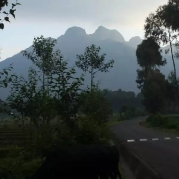 galeria simios ruanda