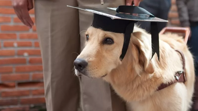 perro mascotas