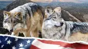 Imágenes de lobos mexicanos con una bandera de Estados Unidos. 