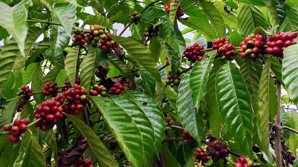 Nestlé se blinda con café mexicano mientras el precio global alcanza máximos históricos