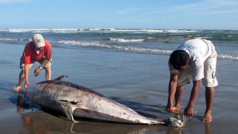 Más de 800 delfines han sido hallados en costas peruanas