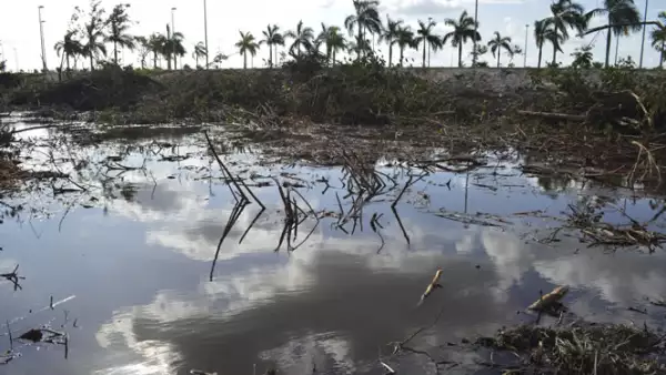 El gobierno dice que 22 hectáreas del manglar fueron taladas; los activistas aseguran que fueron más de 50.